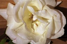 Rose Wood