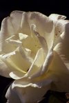 Shadowed Rose