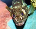 bettydavisfisheyes