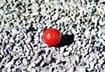 cherry