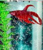 my friend fish