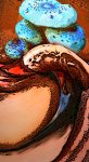 shroomwatch