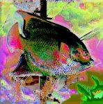 virulent carp